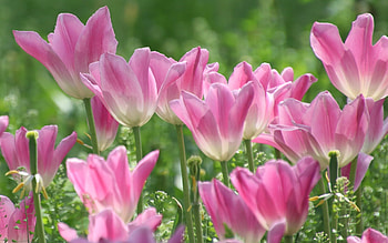 Pink Tulips, flowers, pink, spring, tulips HD wallpaper