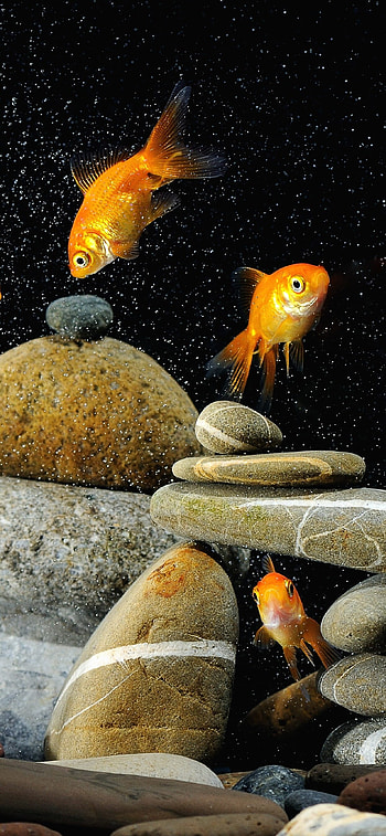 Gold Fish, Vibrant selection, Stunning backgrounds, Nature's beauty HD phone wallpaper