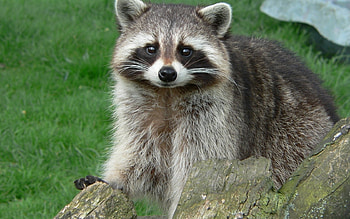 Animals, Raccoons HD wallpaper