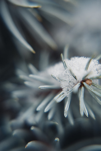 Snow, Macro, Branch, Needles, Christmas Tree HD phone wallpaper
