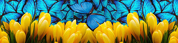 Spring (), blue, flowers, Spring, yellow, butterflies HD wallpaper