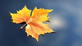 Maple, Leaves HD wallpaper