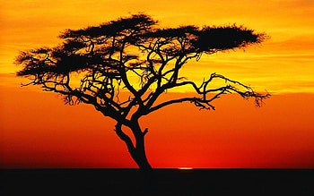 Landscape, Trees, Sunset, Savanna HD wallpaper