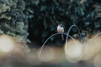 Animals, Glare, Bird, Blur HD wallpaper