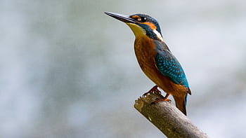 A vibrant common kingfisher (Alcedo atthis) perched gracefully on a branch. HD wallpaper