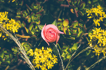 Flowers, Rose Flower, Rose, Bud, Branches HD wallpaper