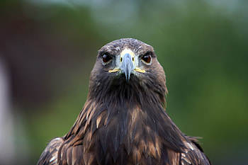 Animals, Feather, Beak, Eagle HD wallpaper