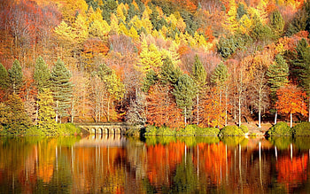 Cute Autumn - afari HD wallpaper