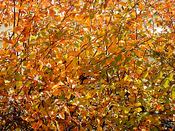 Fall Hedge, Leaves, graphy, Hedge, Fall, November, Nature HD wallpaper