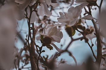 Elegant white magnolia blooms against a bright sky, capturing nature's beauty. HD wallpaper