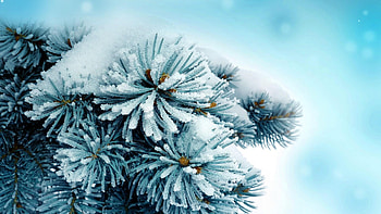 Pine Tree HD wallpaper
