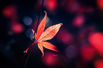 Macro, Glare, Blur, Smooth, Sheet, Leaf HD wallpaper