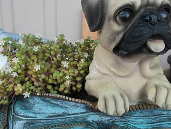 PUPPY PLANTER, PLANTER, CUTE, PUPPY HD wallpaper