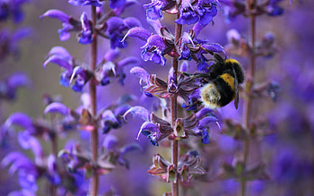 Spring, Flowers, Lilac, Macro, Insect, Bee, Purple, Bumblebee HD wallpaper