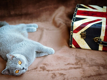 Cute cat, animals, cute, cat, funny, pet HD wallpaper