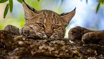 Animal black, , Wuxga HD wallpaper