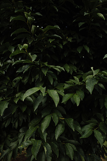 Nature, Leaves, Bush, Branches HD phone wallpaper