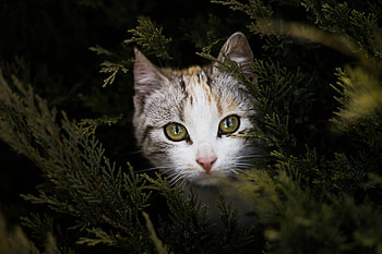 Animal, cat HD wallpaper
