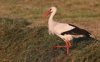 Stork, animal, hay, bird HD wallpaper