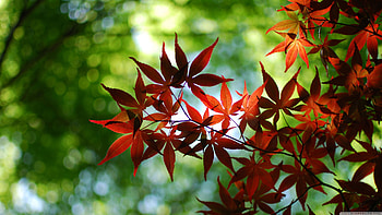 Maple tree, Majestic beauty, Breathtaking backgrounds, Nature's wonder HD wallpaper