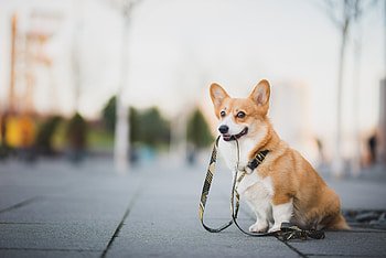 Iranian pets, Legal regulations, Caring for animals, Advocacy for pets HD wallpaper