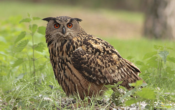 Animals, Grass, Owl, Bird HD wallpaper