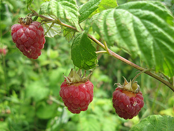 Food, Leaves, Raspberry, Branch, Berry HD wallpaper