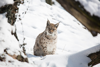 Snow, outdoor, wild cat, Lynx HD wallpaper