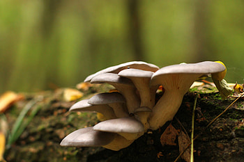 Edible mushroom , Oyster mushrooms on log, Natural beauty, Creative commons HD wallpaper