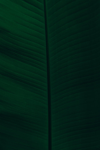 Macro, Dark, Leaflet, Veins HD phone wallpaper
