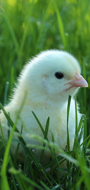 Animal companion, Feathered friend, Funny chicken, Lovely creature HD phone wallpaper
