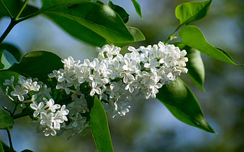 White Lilac, white, spring, blossoms, lilac HD wallpaper