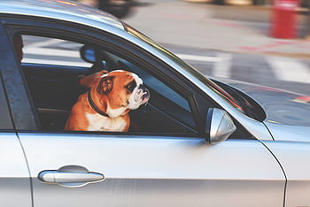An English Bulldog looks out of a car window while riding through the city streets. HD wallpaper