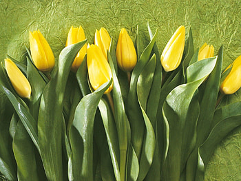 Flowers, Leaves, Tulips, Wall, Buds, Row HD wallpaper