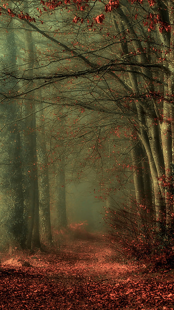 Misty Autumn Path, fog, fall, nature, path HD phone wallpaper
