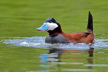 Amazing, blue, beak, duck, beautiful HD wallpaper