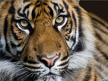 Animals, Tigers HD wallpaper