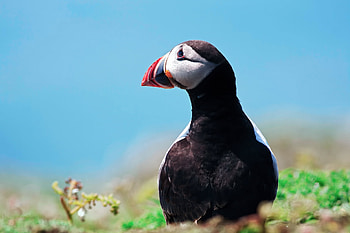 Animals, Grass, Sky, Bird, Dead End, Cul-De-Sac HD wallpaper