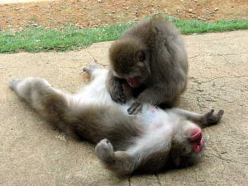 Animals, Monkeys, Couple, Pair, Care HD wallpaper