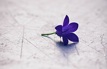 Being Without You, purple, nature, flowers, flower HD wallpaper