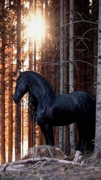 black horse, light HD phone wallpaper