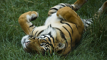 Animals, Grass, To Lie Down, Lie, Predator, Big Cat, Tiger, Playful HD wallpaper