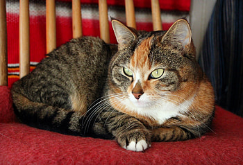 Animals, Cat, To Lie Down, Lie, Spotted, Spotty, Beautiful, Striped HD wallpaper