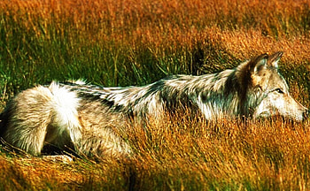 Hunting Mode, Wolf, hunting, Mode, Animal HD wallpaper