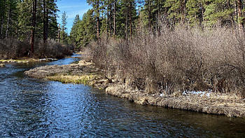 Shore Bushes River Dry Plants Trees Forest Under Blue Sky During Daytime Nature HD wallpaper