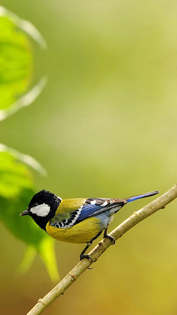 Bird , and easy HD phone wallpaper
