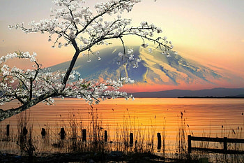 Cherry Tree Blossom, cherry, spring, water, blossom, sunset, tree, mountain, lake HD wallpaper