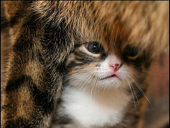 Safe place, animal, place, kitty, under, hidden, cat, funny, safe HD wallpaper