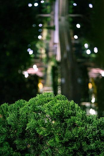 Vibrant green foliage with bokeh lights at night in Kowloon, Hong Kong. HD phone wallpaper