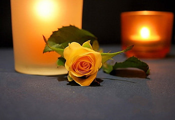 From the Heart, rose, still life, candle, yellow, flowers HD wallpaper